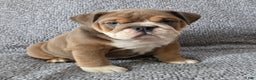 English Bulldog dogs for sale: Bethea - Ad 3