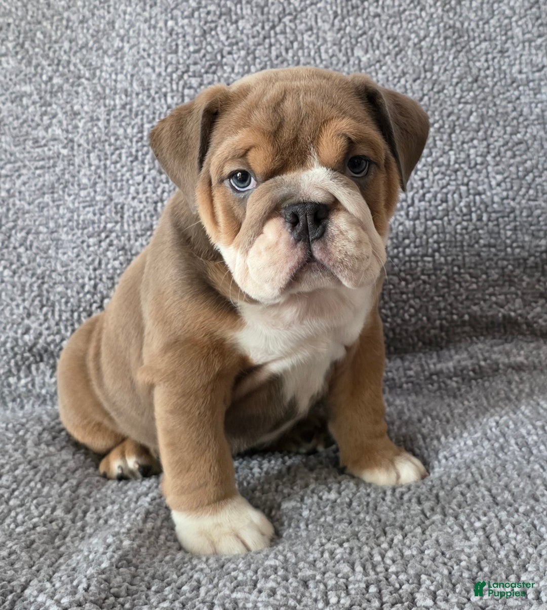English Bulldog dogs for sale: Bethea - Ad 3