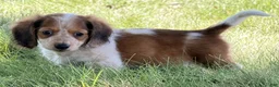 Miniature Dachshund dogs for sale: Tucker - Ad 6