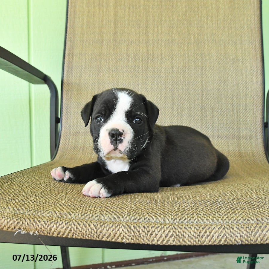 Olde English Bulldogge dogs Shirley - Ad 1