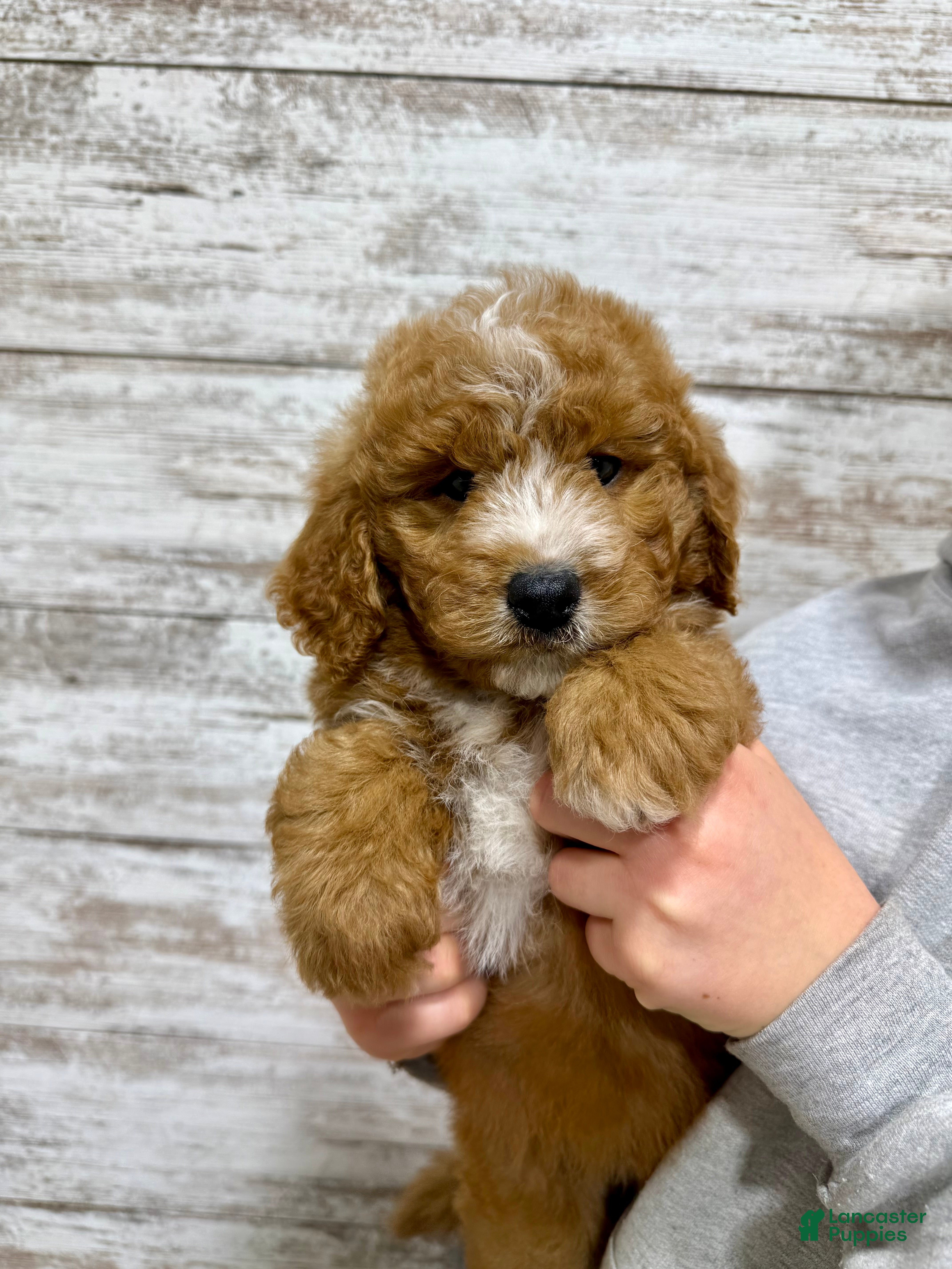 Mini Goldendoodle dogs Hunter - Ad 22