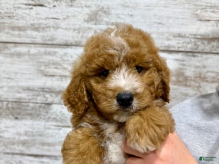 Mini Goldendoodle dogs Hunter - Ad 31
