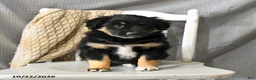 Miniature Australian Shepherd dogs for sale: Lady - Ad 2