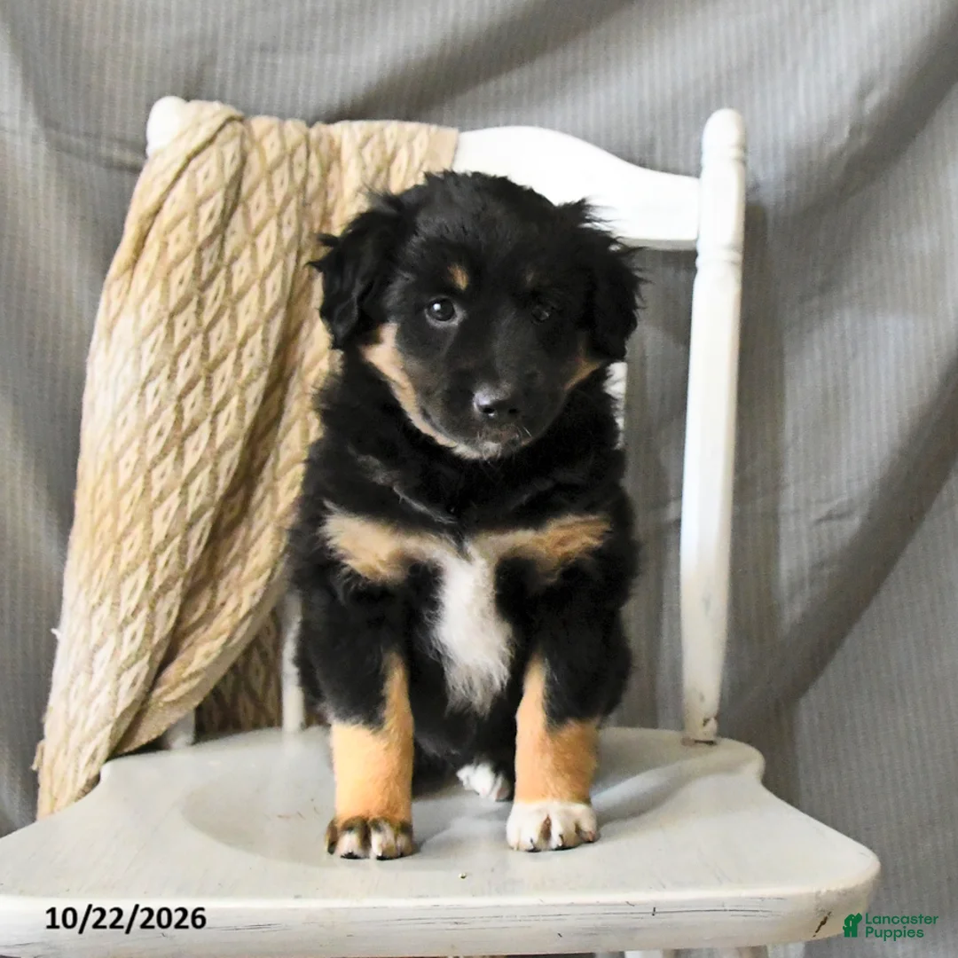 Miniature Australian Shepherd dogs for sale: Lady - Ad 2
