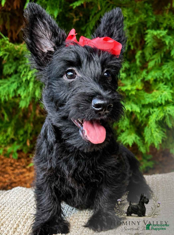 Scottish Terrier dogs for sale: Lottie - Ad 2