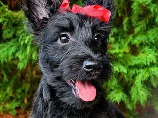 Scottish Terrier dogs Lottie - Ad 5