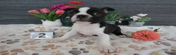 Boston Terrier dogs for sale: Boston Terrier 2 Macy - Ad 3