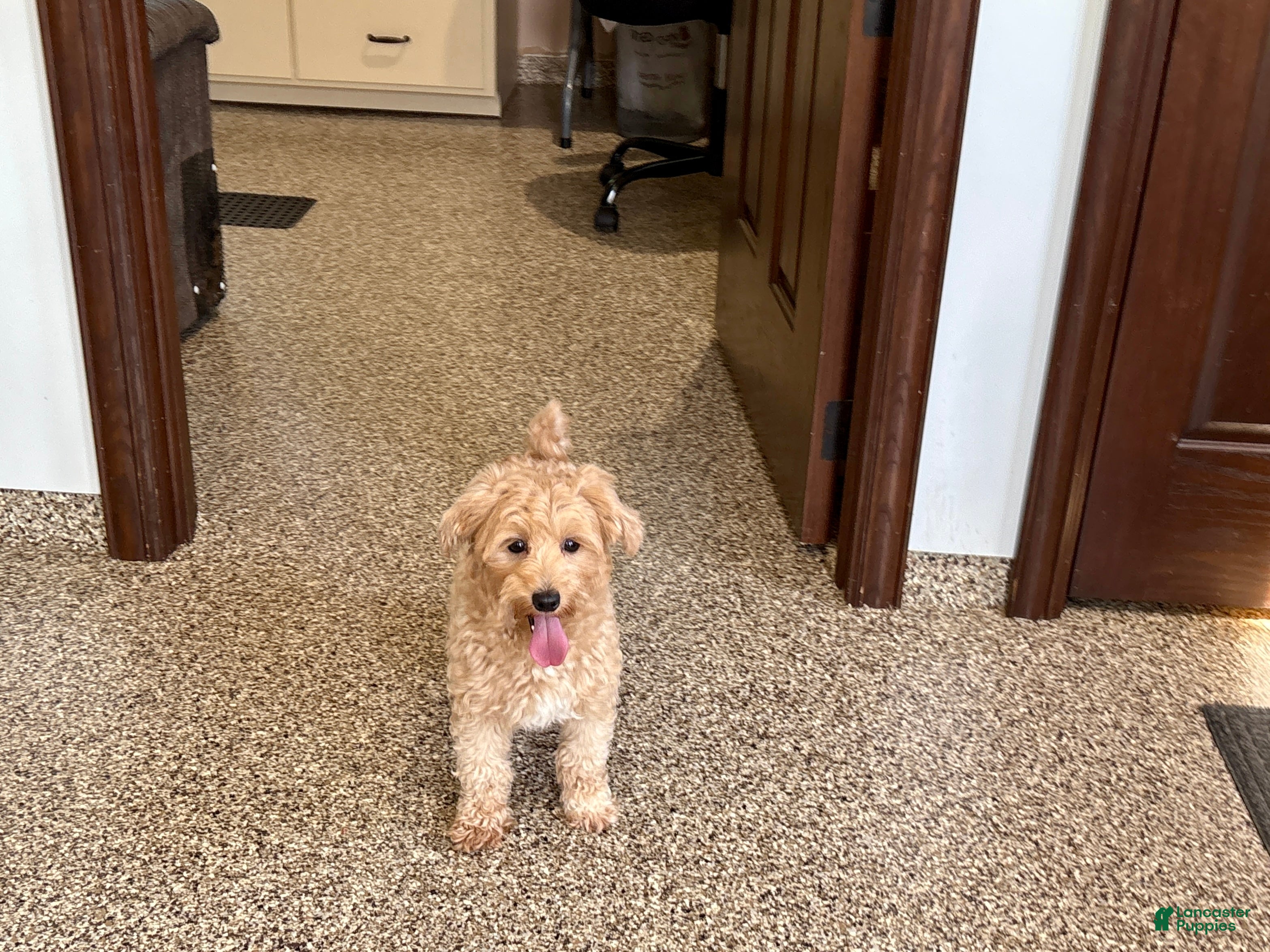 Maltipoo dogs Darling - Ad 1
