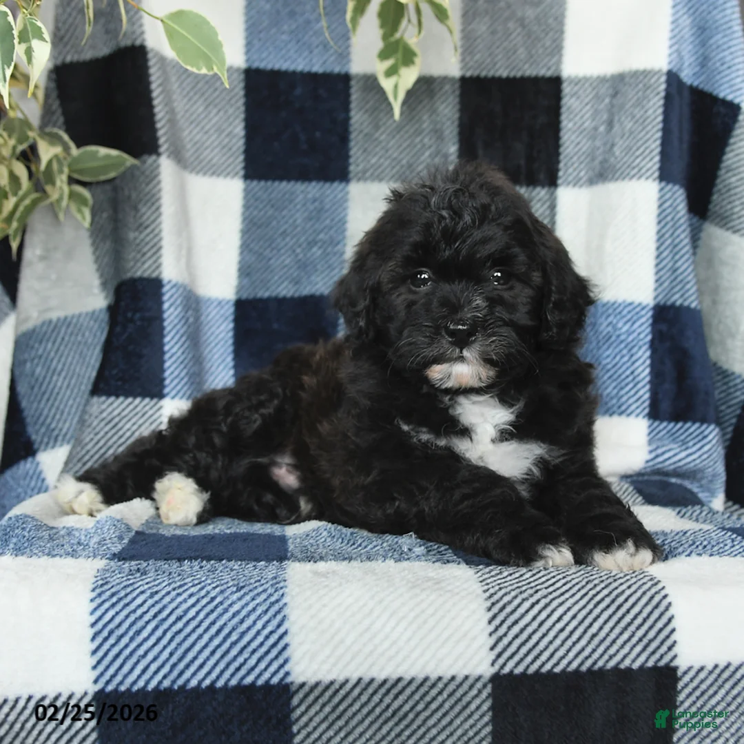 Mixed Breed dogs for sale: River - Ad 5