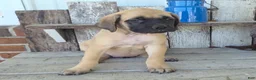 English Mastiff dogs for sale: Alice - Ad 5