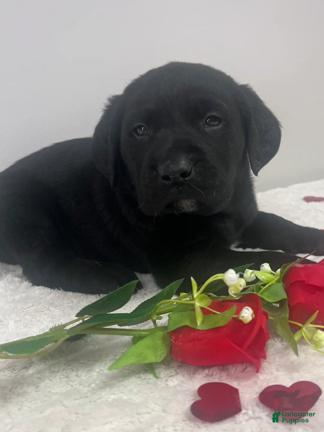 Labrador Retriever dogs for sale: Ace - Ad 1
