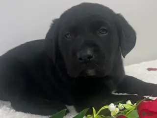 Labrador Retriever dogs Ace - Ad 18