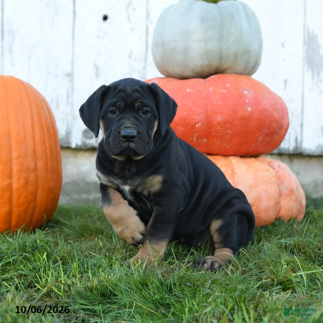 Cane Corso dogs for sale: Zara - Ad 2