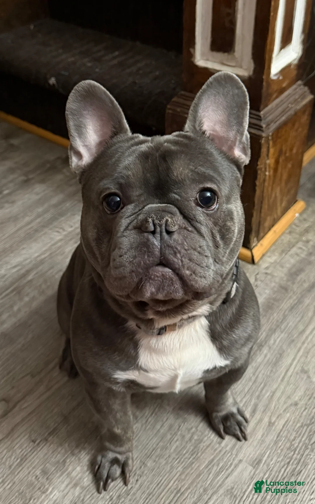 French Bulldog dogs for sale: River - Ad 5
