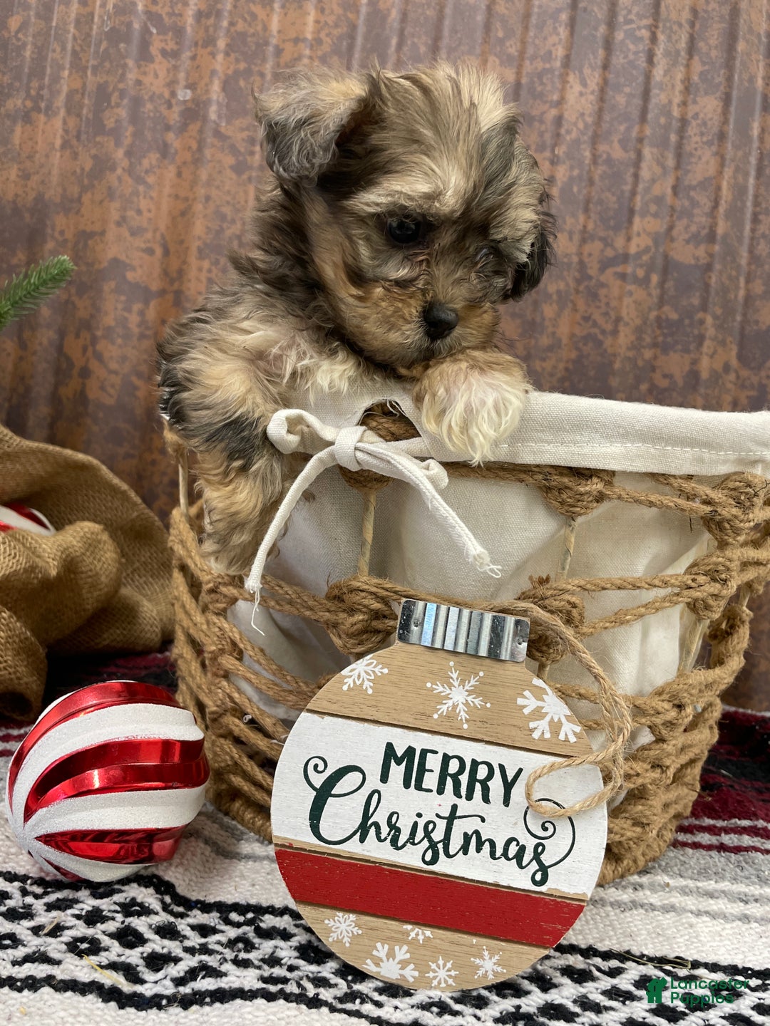 Shihpoo dogs for sale: Callie - Ad 6