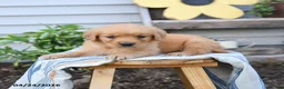 Golden Retriever dogs for sale: Suzi - Ad 3