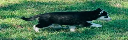Siberian Husky dogs for sale: Sierra - Ad 11
