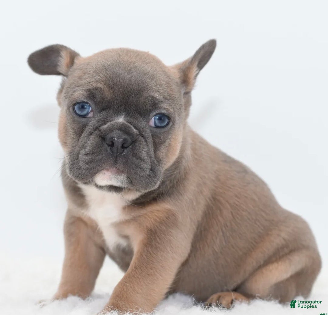 Mixed Breed dogs for sale: Penny blue eyes  - Ad 6