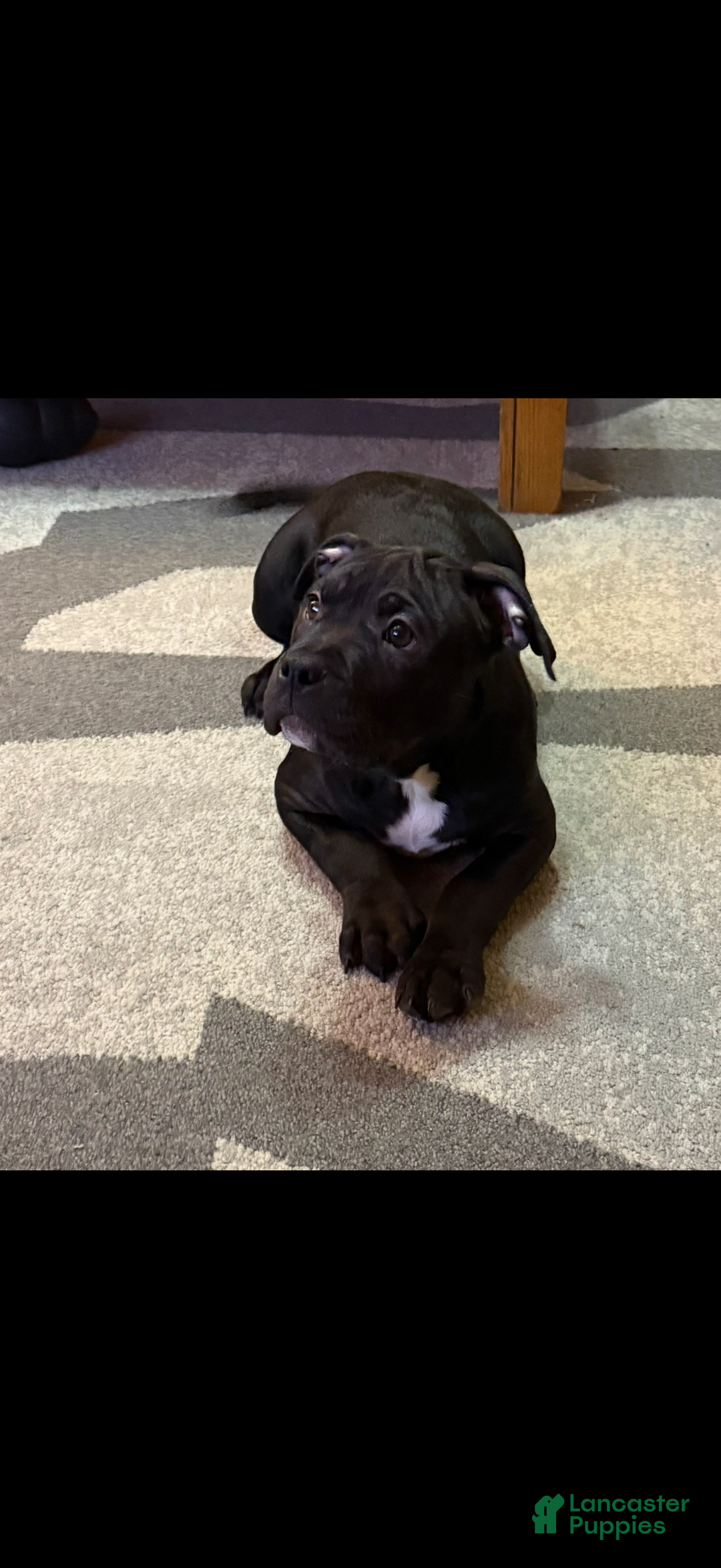 American Bully dogs for sale: Kobe - Ad 5