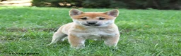 Shiba Inu dogs for sale: Gizmo - Ad 4