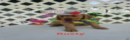 Golden Retriever dogs for sale: Maizey - Ad 10