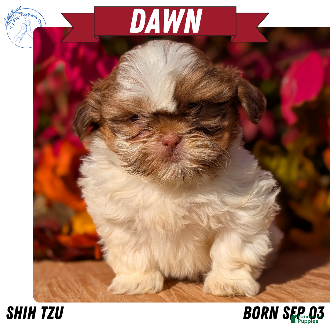 Shih Tzu Puppies for sale under $800 Lancaster Puppies - Main Image