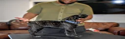Presa Canario dogs for sale: Ms. Blue - Ad 5