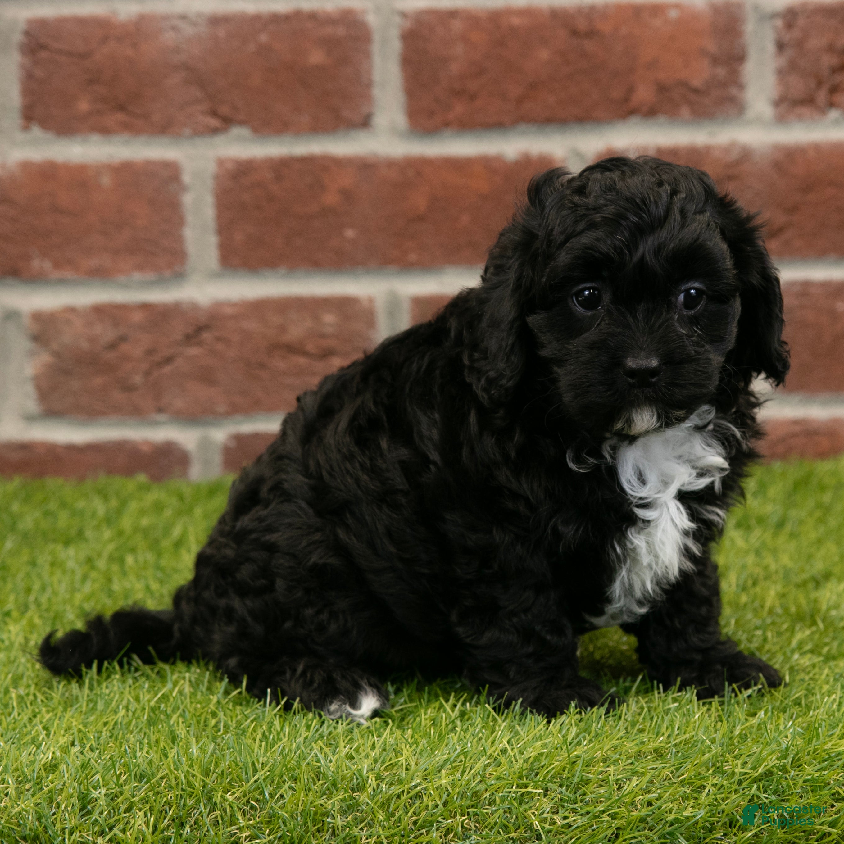 Cavapoo dogs Asher - Ad 2