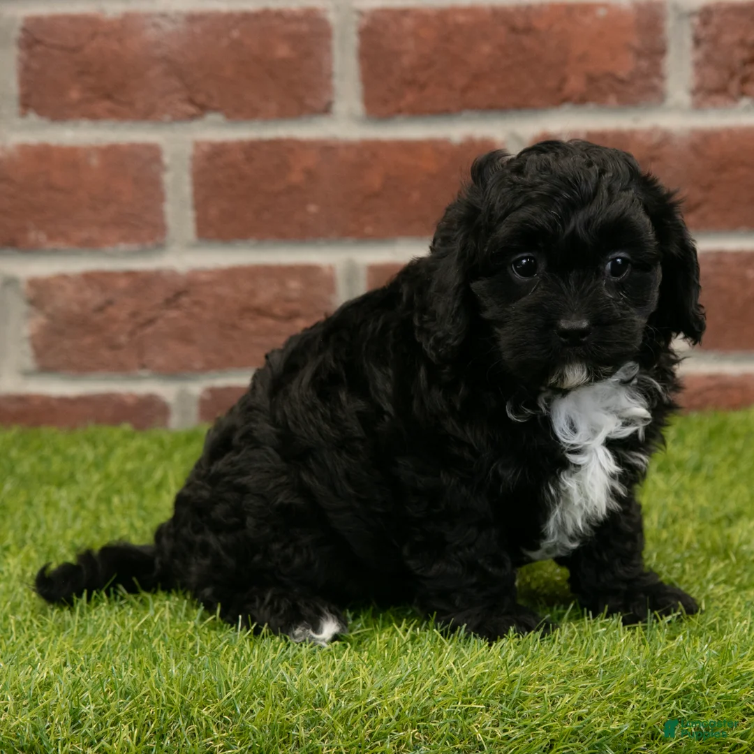Cavapoo dogs for sale: Asher - Ad 10