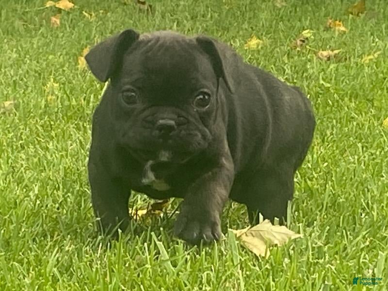 French Bulldog dogs Dallas - Ad 1