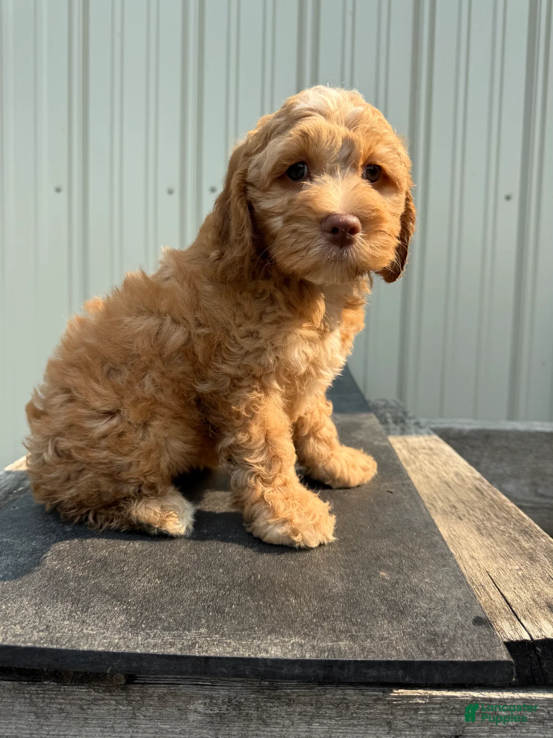 Cockapoo dogs for sale: Connie - Ad 1