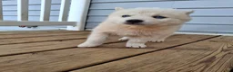 Pomsky dogs for sale: Darci - Ad 9