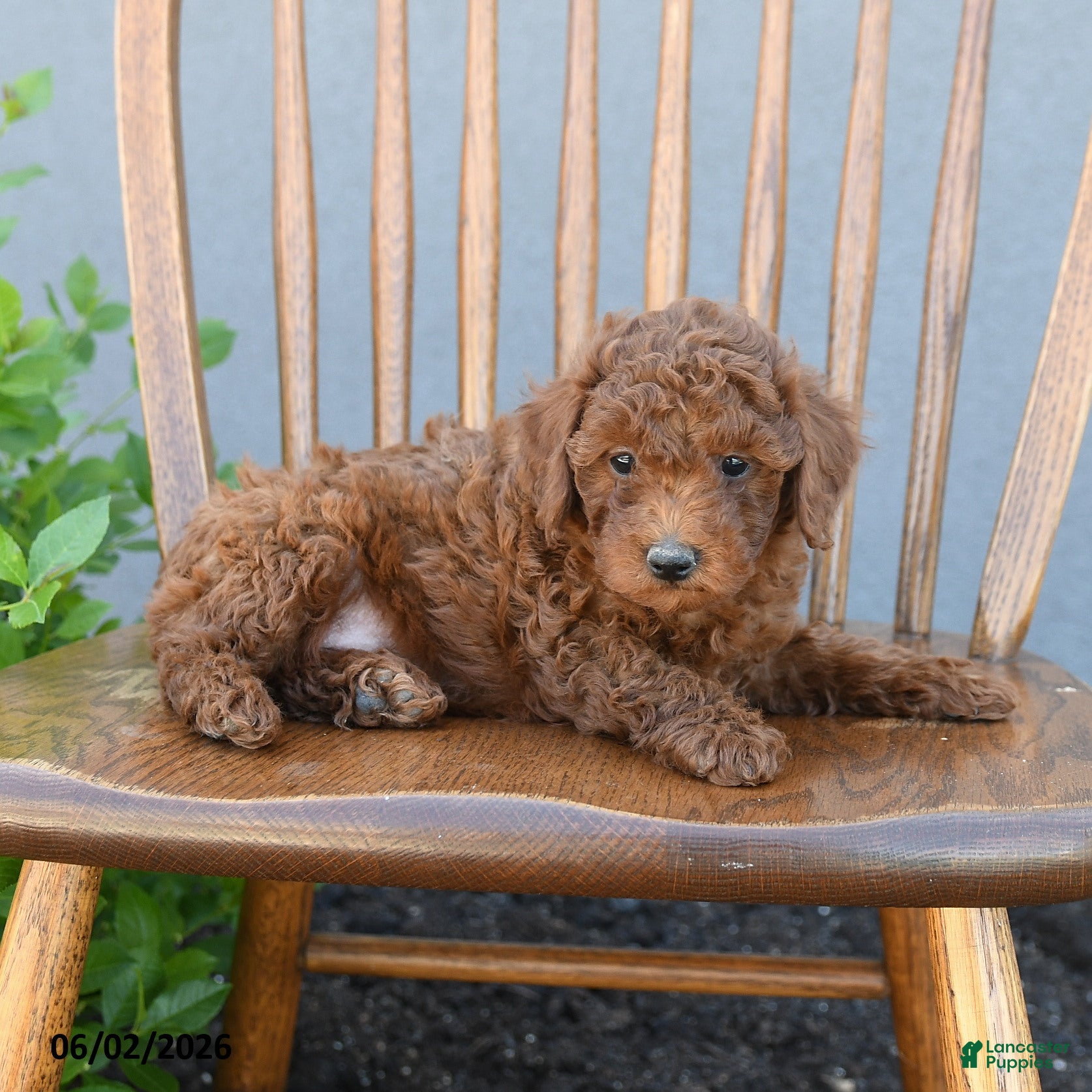 Miniature Poodle dogs for sale: Tristan - Ad 3