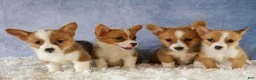 Welsh Corgi Pembroke dogs for sale: Yo-Yo 💕 - Ad 16
