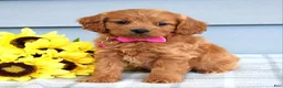 Cavapoo dogs for sale: Cora - Ad 2