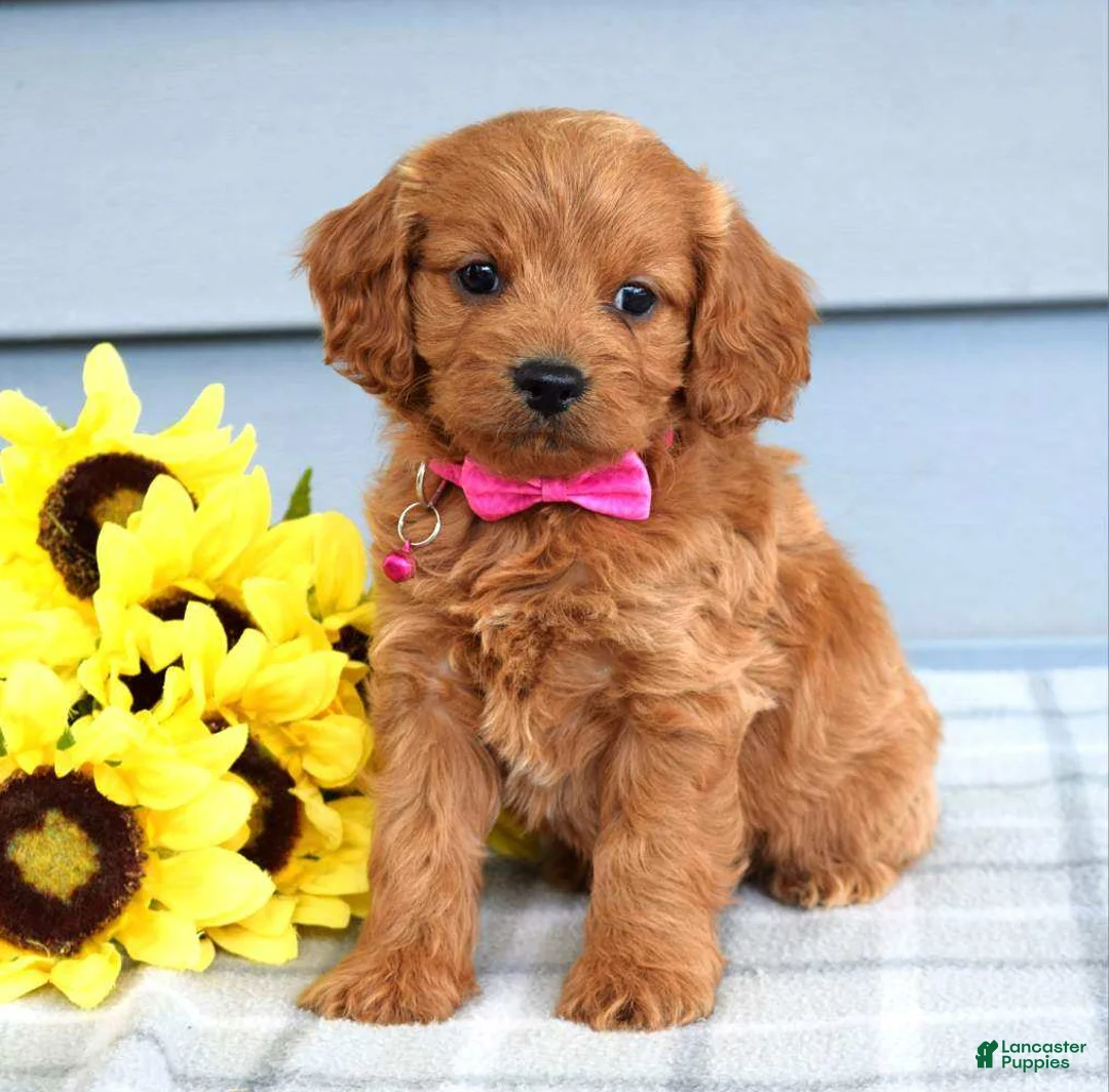 Cavapoo dogs for sale: Cora - Ad 2