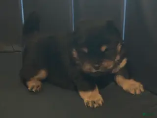 Chow Chow dogs Bear - Ad 7