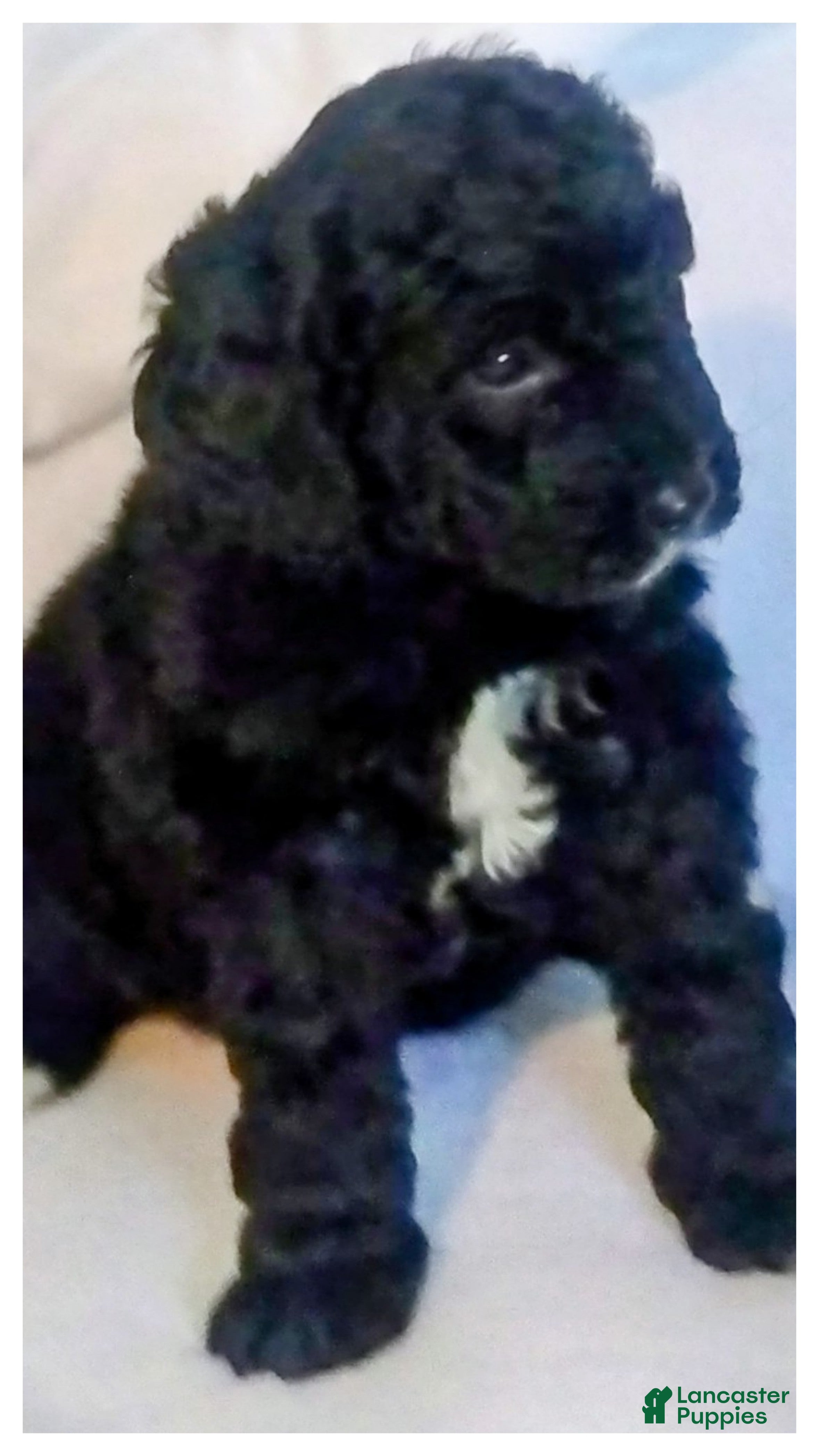 Mini Bernedoodle dogs Mini Bernedoodle Puppy 5 - Ad 19