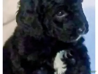 Mini Bernedoodle dogs Mini Bernedoodle Puppy 5 - Ad 10