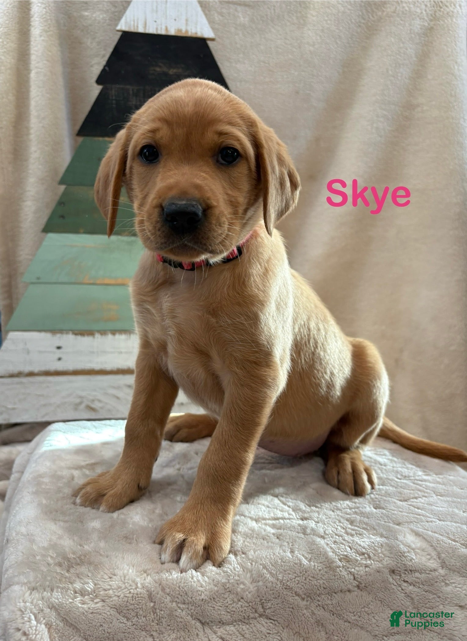 Labrador Retriever dogs Skye - Ad 25