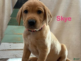 Labrador Retriever dogs Skye - Ad 24