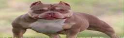 American Bully dogs for sale: Chocolate Fawn Male - Ad 4