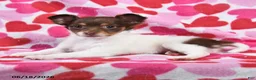 Chihuahua dogs for sale: Trixie - Ad 3