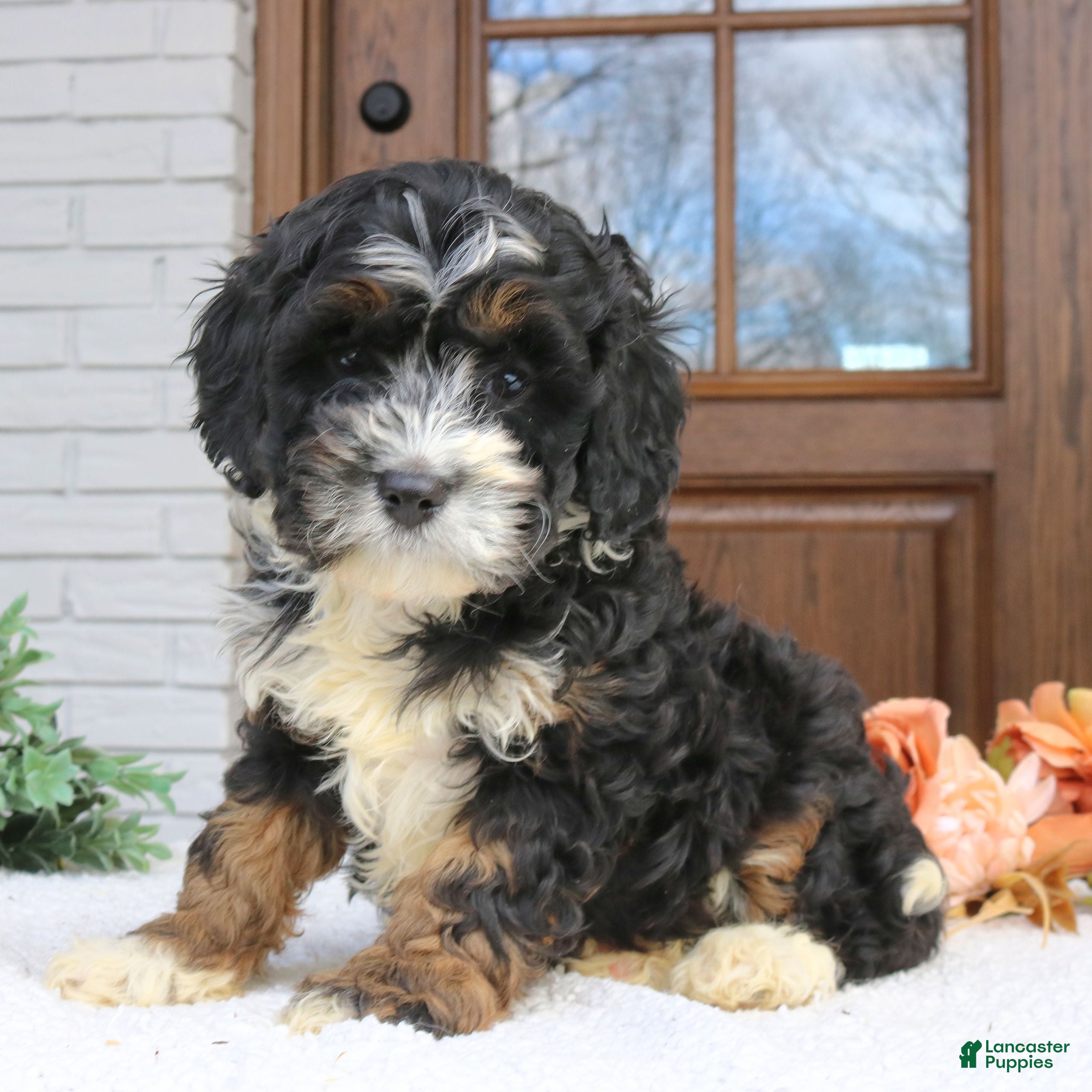 Cavapoo dogs Noah  - Ad 2