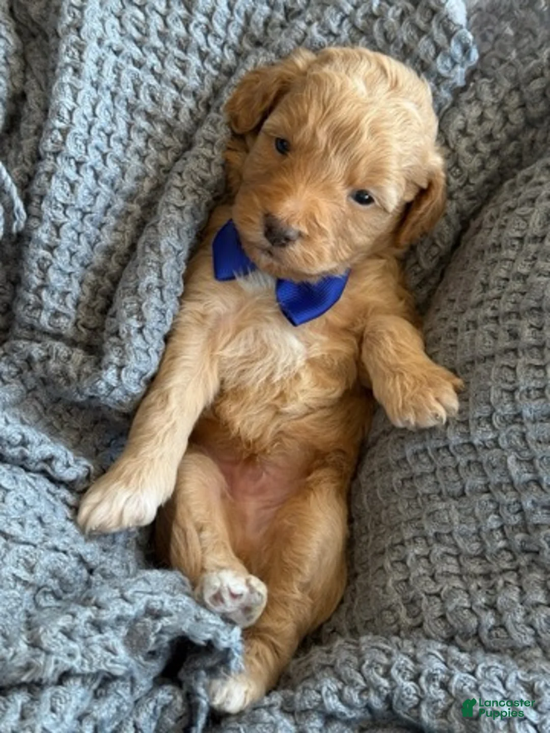 Goldendoodle dogs for sale: Blue Boy - Ad 1