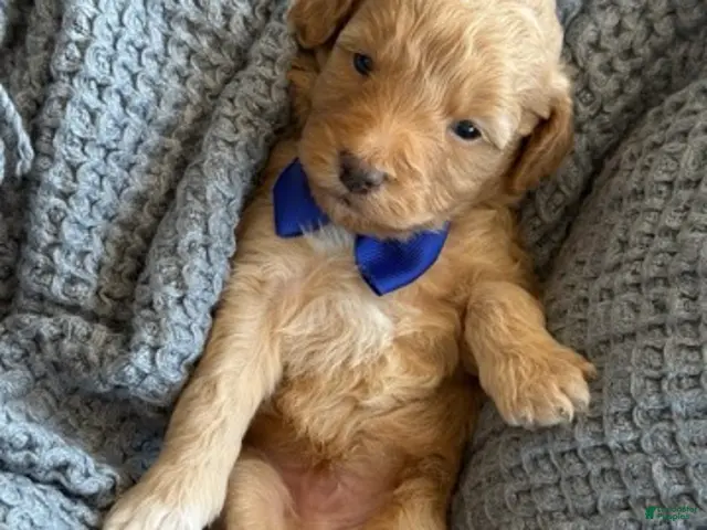 Goldendoodle dogs Blue Boy - Ad 19