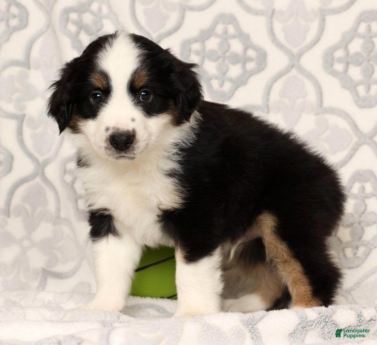 Miniature Australian Shepherd dogs Jasper - Ad 20