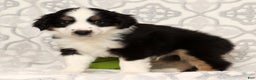 Miniature Australian Shepherd dogs for sale: Jasper - Ad 1