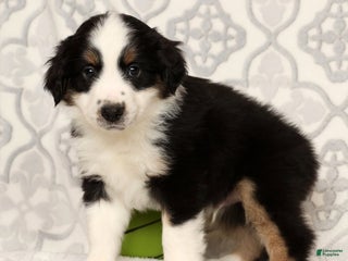 Miniature Australian Shepherd dogs Jasper - Ad 20