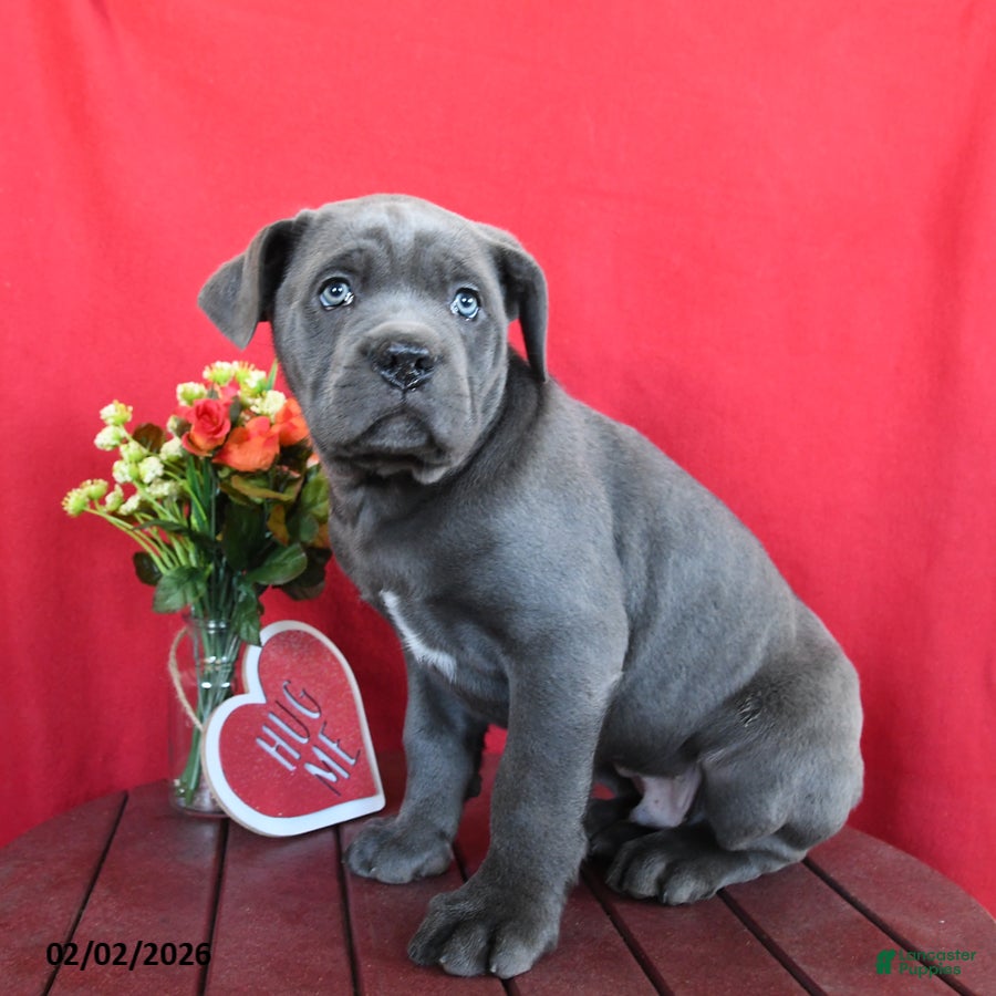 Cane Corso dogs Pete - Ad 2
